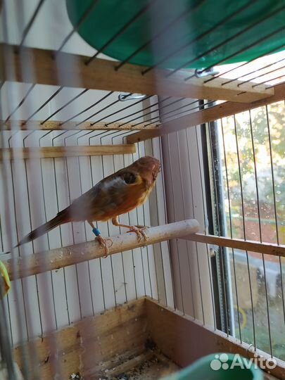 Кенара и канарейки