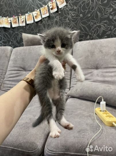 Котята шотландцы