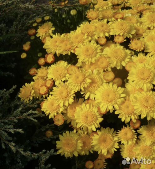Хризантемы мультфлора / 23 сорта/ лилейники
