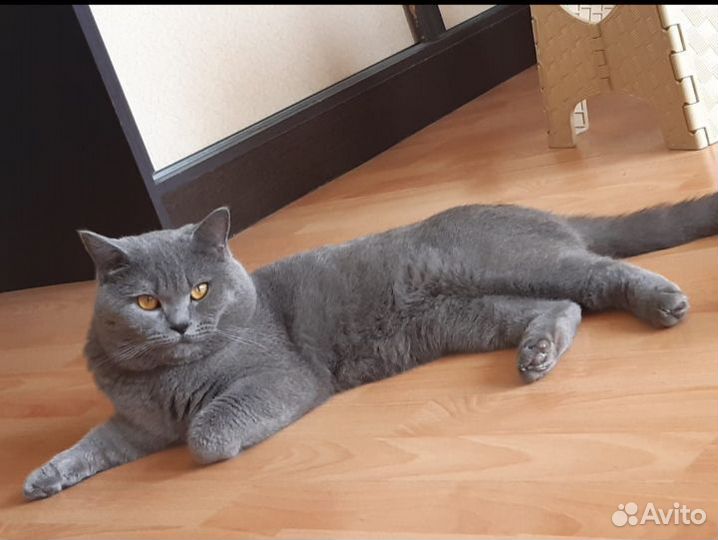 Потерялся Кот