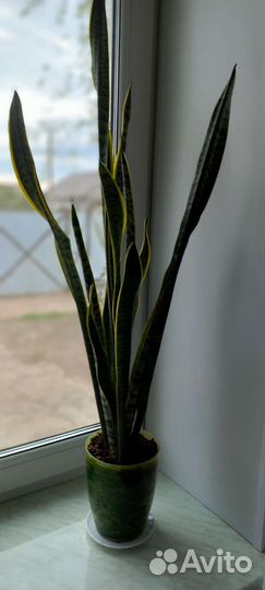 Сансевиерия