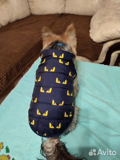 Одежда для собак мелких пород