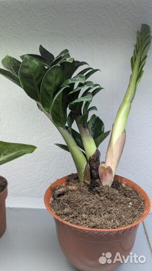 Замиокулькас зензи