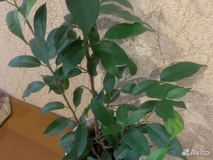 Фикус бенджамина наташа