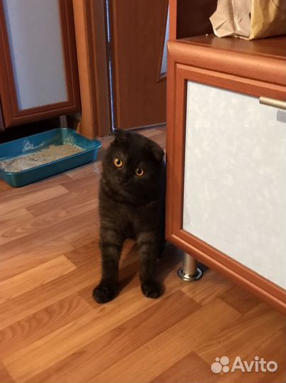 Выслоухий британец кот