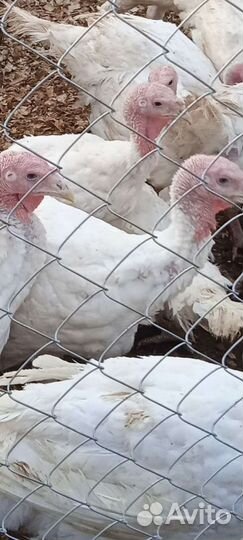 Продам индюков