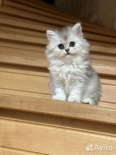 Котята (серебристая шиншилла)