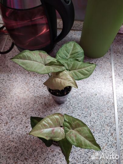 Сингониумы сортовые