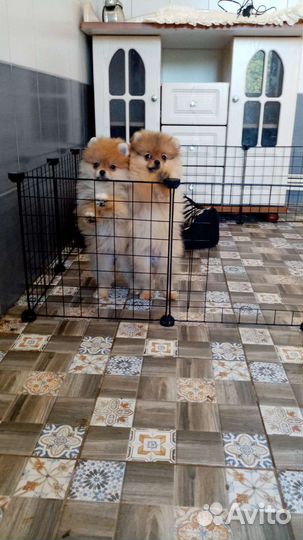 Шпиц померанские девочки