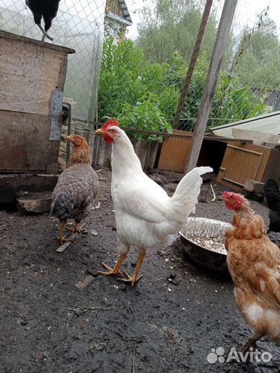 Петухи