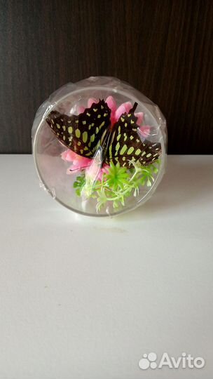 Бокал с засушенной бабочкой