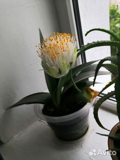 Гемантус белоцветковый