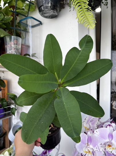 Молочай Миля