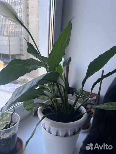 Спатифиллум