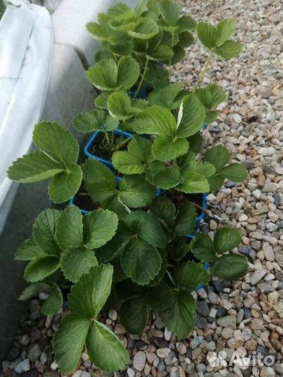 Рассада клубники