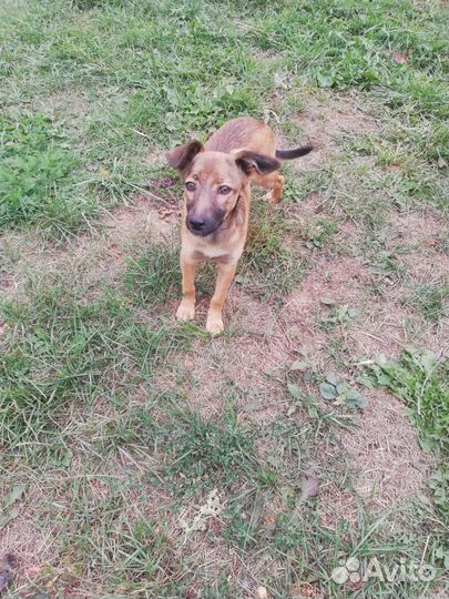 Щенок в добрые