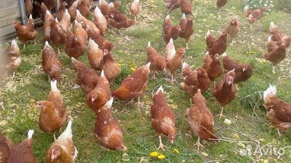 Куры-несушки