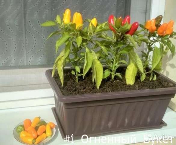 Перец Острый - Огненный Букет