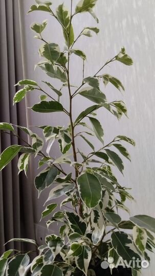 Фикус бенджамина