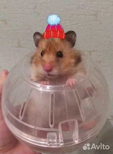 Колесо (шар беговой) для грызунов