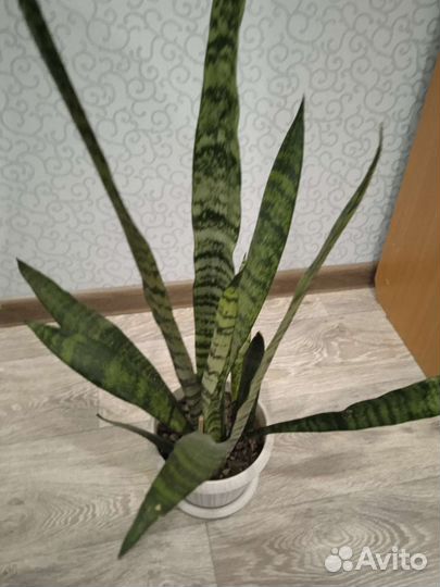 Сансевиерия