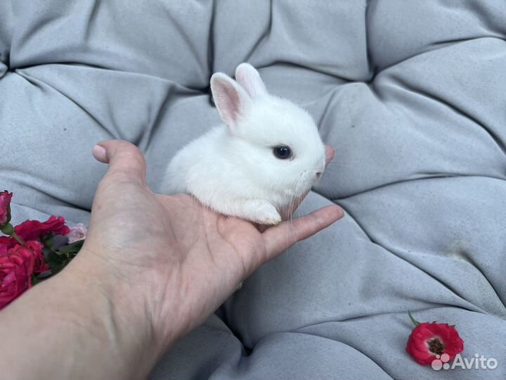 Декоративные кролики гермелин