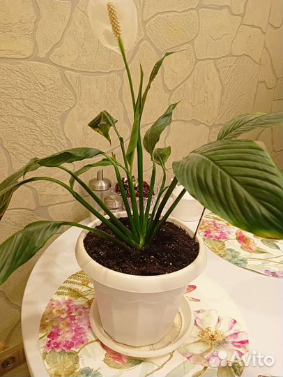 Спатифиллум