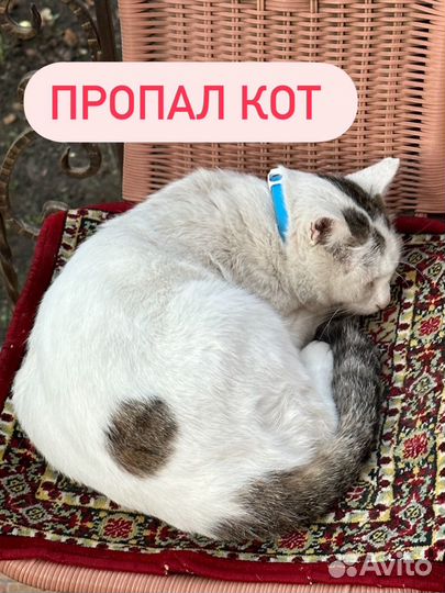 Кот