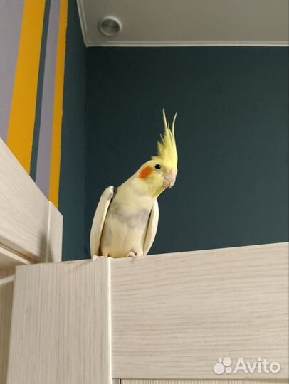 Попугай Корелла