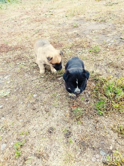 Щенки без породы