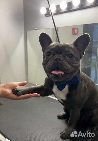 Вязка кобель Французский Бульдог (голубой)