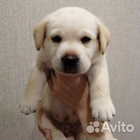 Корм для щенков собак породы лабрадор-ретривер, Royal Canin Labrador Retriever Puppy