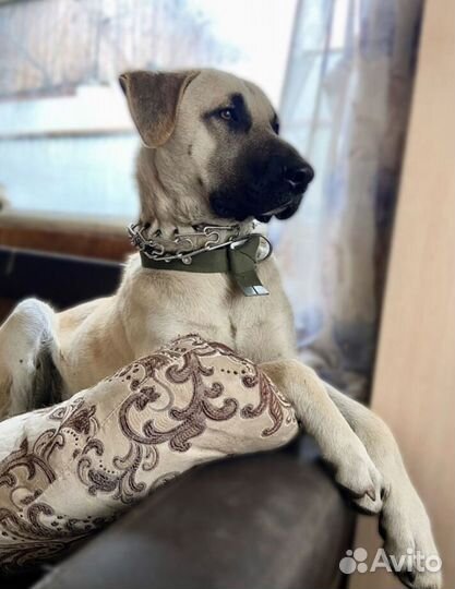 Статный красавец в добрые руки