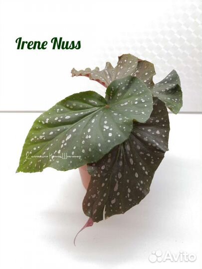 Бегонии тростниковые. Кейн бегонии