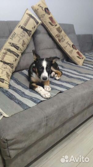 Оззи ждет своего человека