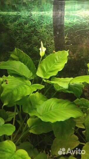 Аквариум с тумбой бу 150 литров. Полный комплект