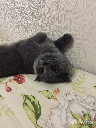 Вислоухий кот