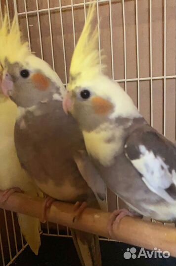 Попугаи разные (Волнистые, кореллы, розеллы)