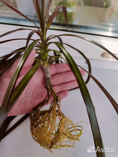 Драцена маргината