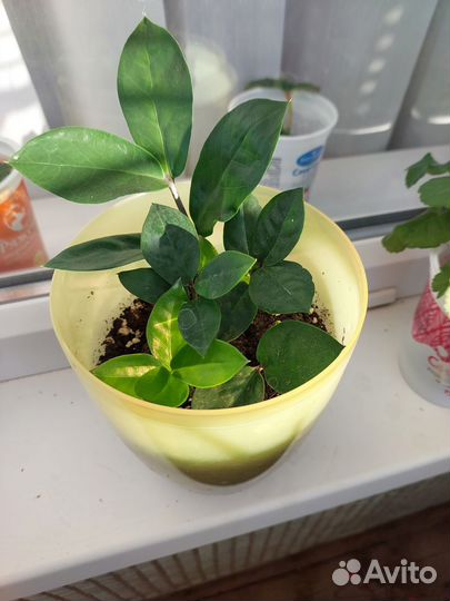 Замиокулькас