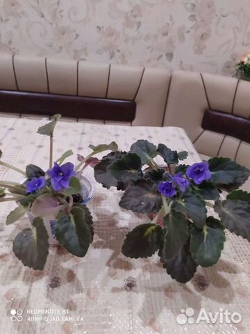 Фиалка молодая