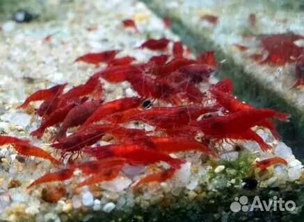 Креветки неокаридины сакура