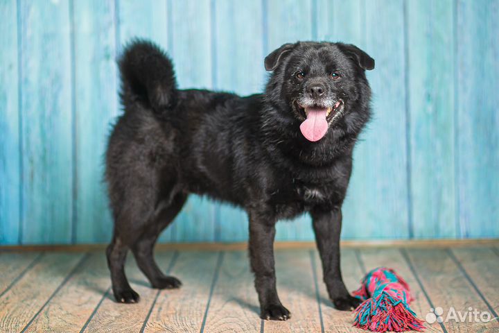 Маленькая собачка в добрые руки