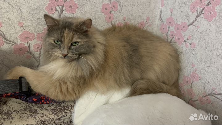 Коты и кошки