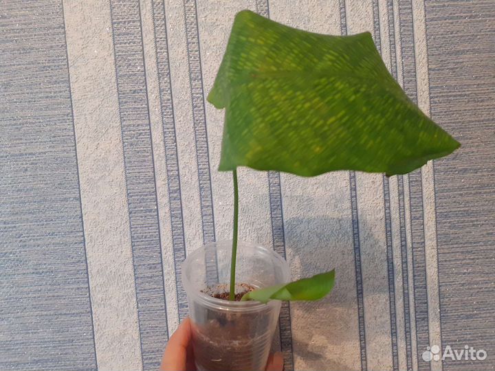 Калатея Нетворк (мозаичная)