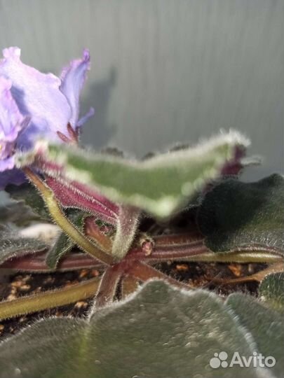 Фиалка Голубой дракон