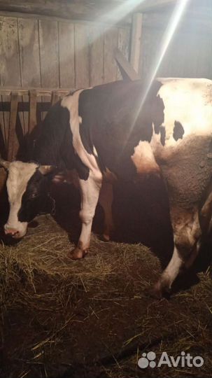 Бычки и быки на мясо