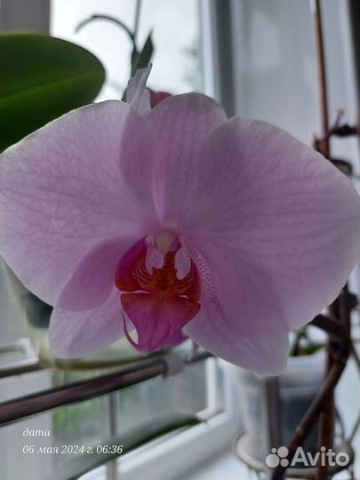 Орхидея