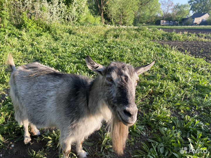 Коза дойная