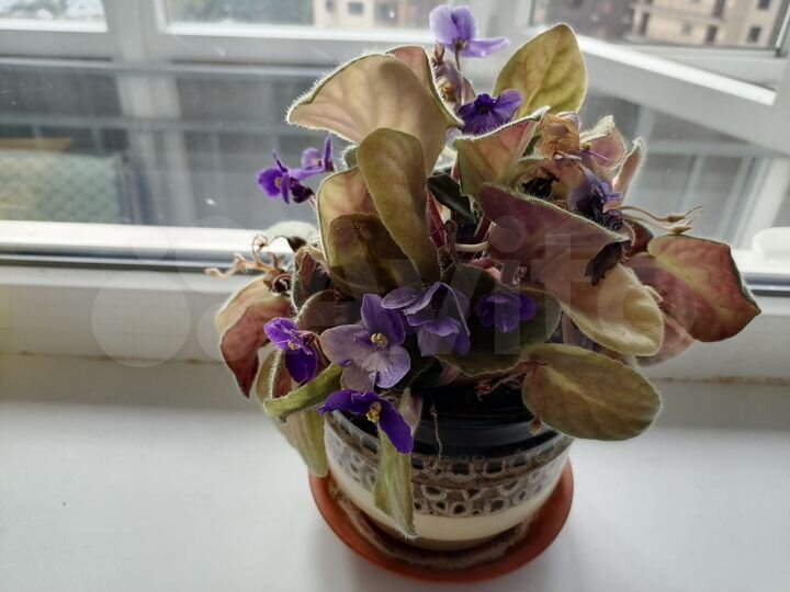 Квартира-студия, 29 м², 8/20 эт.